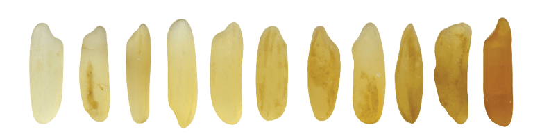  DT_SO_Defect_Rice_Yellow grain 04 png 